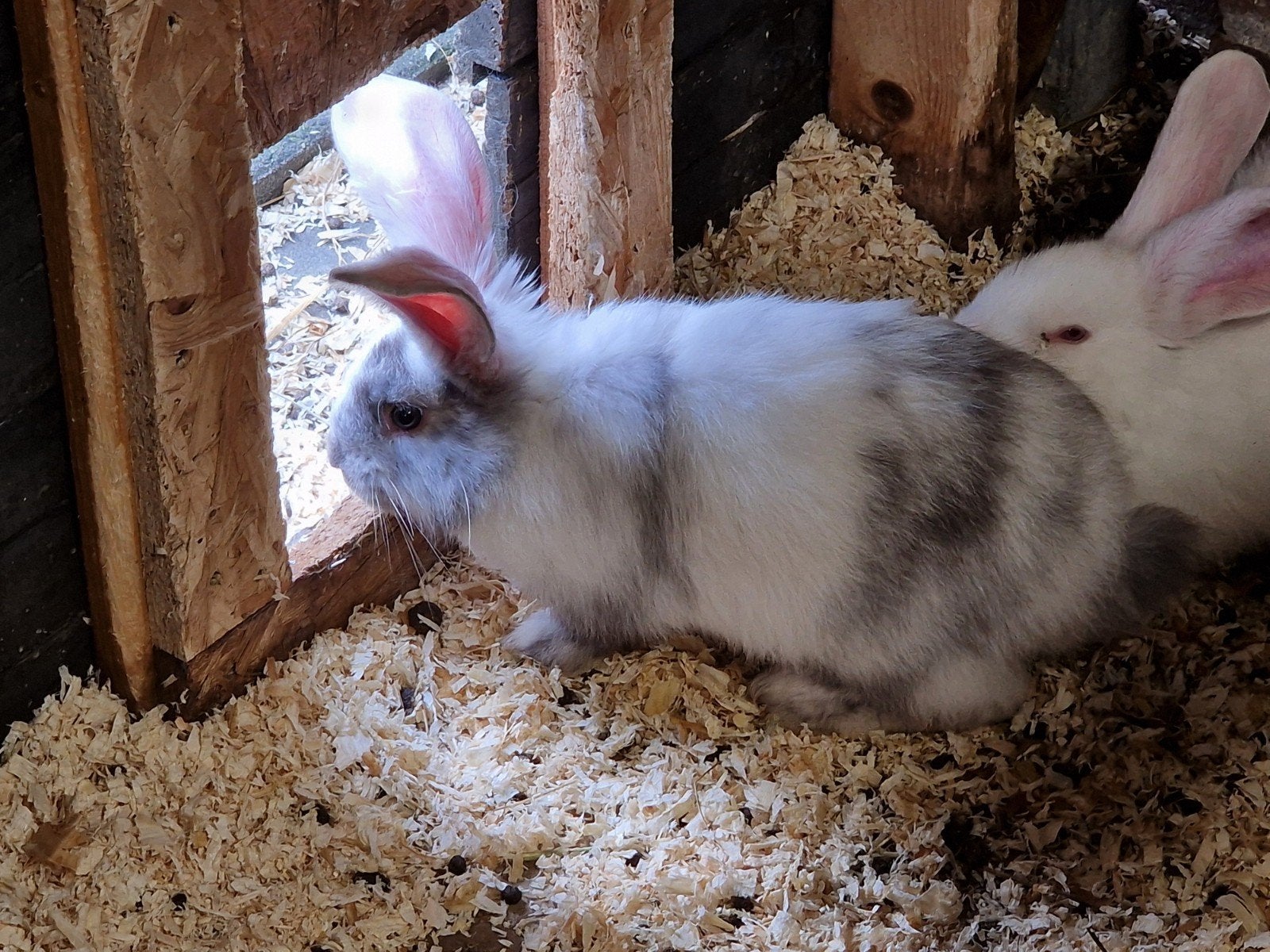 Duitse reus, Dieren en Toebehoren, Konijnen, Meerdere dieren, Groot