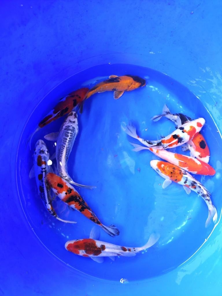 Koi 16-20 cm desgewenst bezorgd aan huis, Karper of Koi