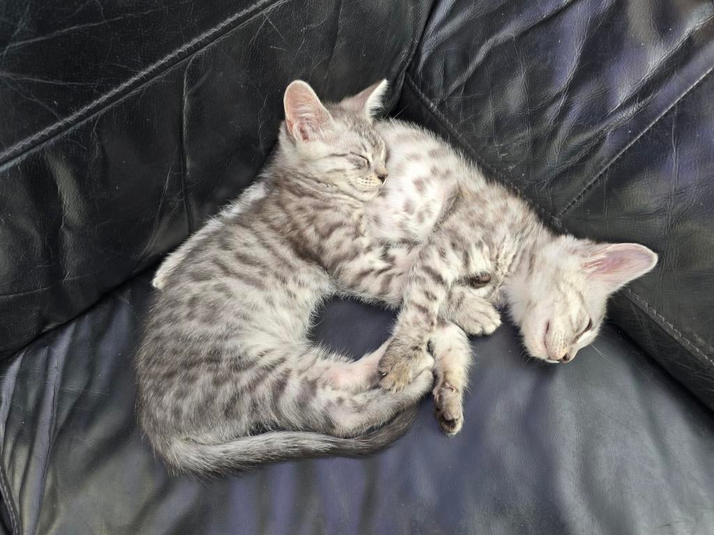 Maine coon xl x bengaal kittens 9 weken oud, Dieren en Toebehoren, Poes, Gechipt, 0 tot 2 jaar