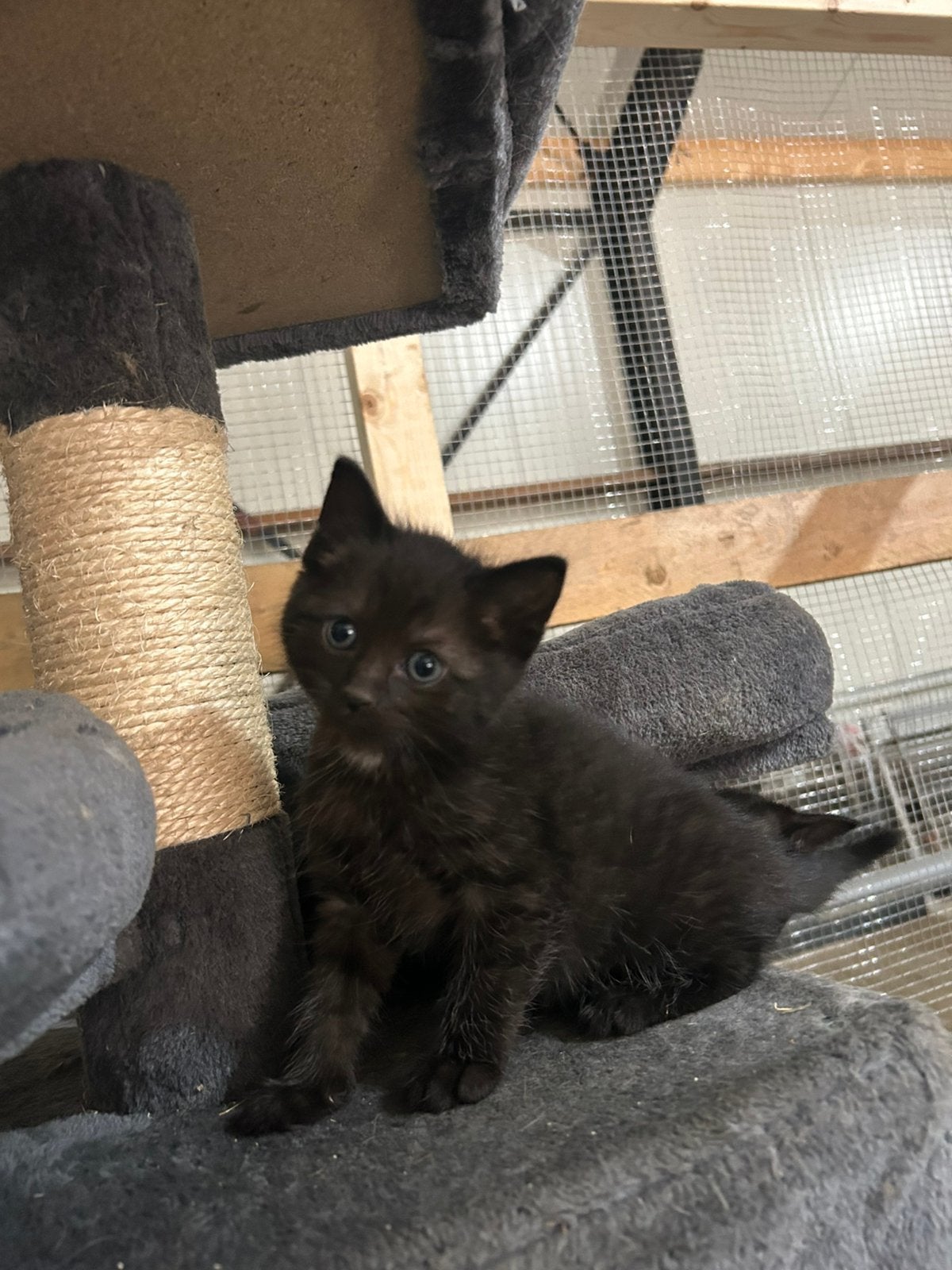 Ragdoll kittens!, Meerdere dieren, Ontwormd, 0 tot 2 jaar