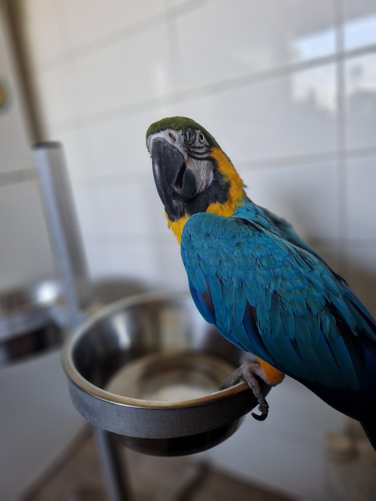 lieve blauwgele ara, Dieren en Toebehoren, Mannelijk, Papegaai, Pratend