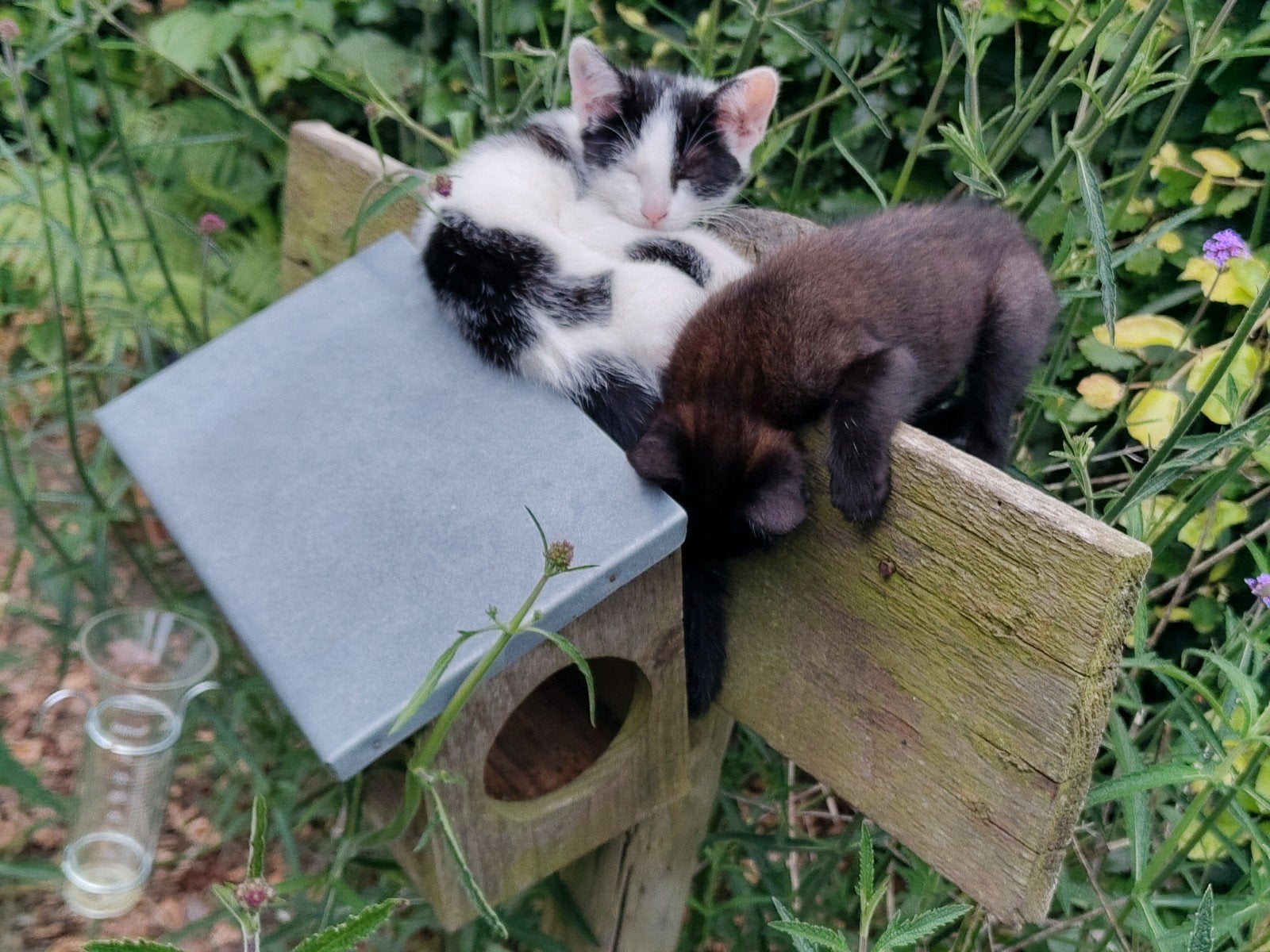 2 kittens poes geboren 27 mrt zoeken nieuw huis, Poes, Kortharig, 0 tot 2 jaar