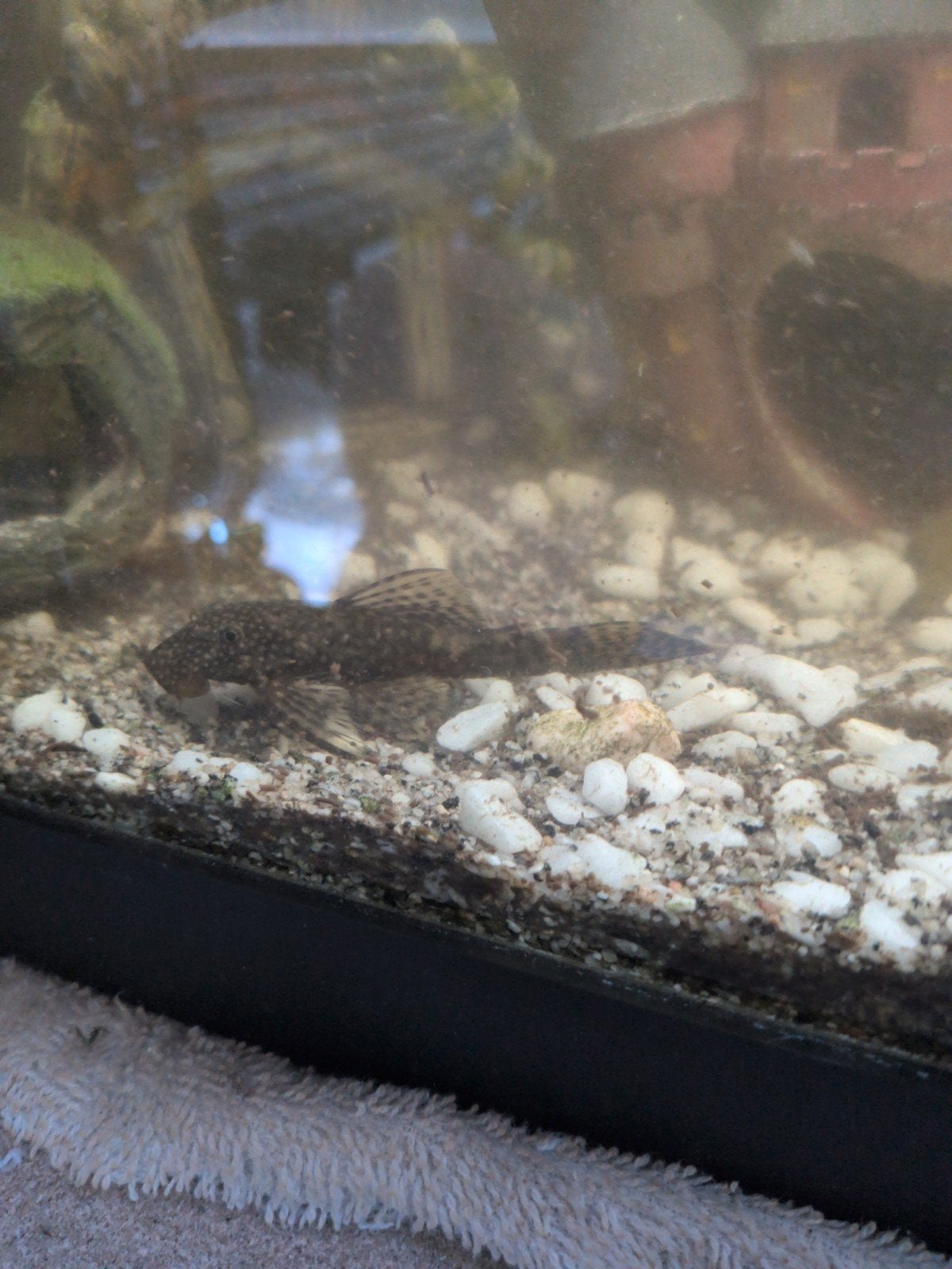 4 Siamese algeneters, Dieren en Toebehoren, Vissen | Aquariumvissen, Vis
