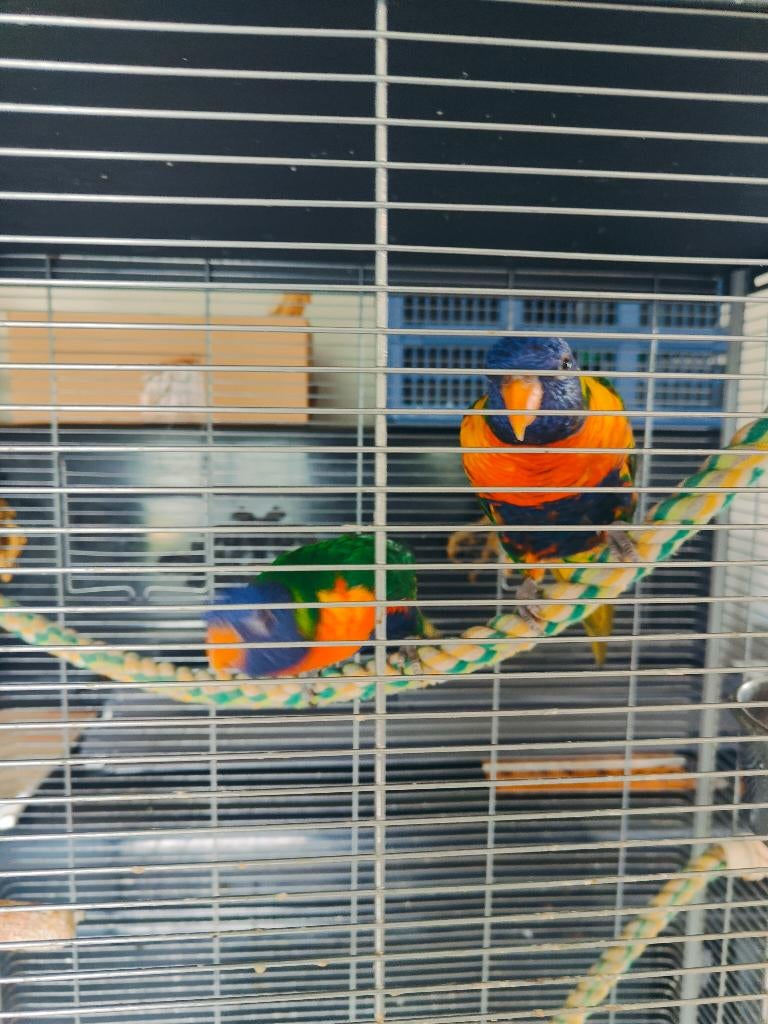 2 lori's, Dieren en Toebehoren, Geslacht onbekend, Papegaai, Geringd