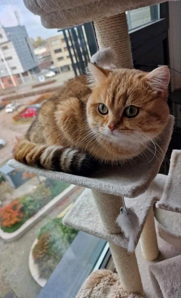 Britse Korthaar dekkater chocolate golden DNA-getest 🐈, 0 tot 2 jaar
