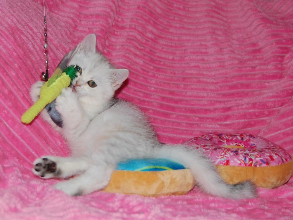 Help mijn Poes is zwanger.......wat nu ???, Dieren en Toebehoren, Katten en Kittens | Overige Katten, Poes