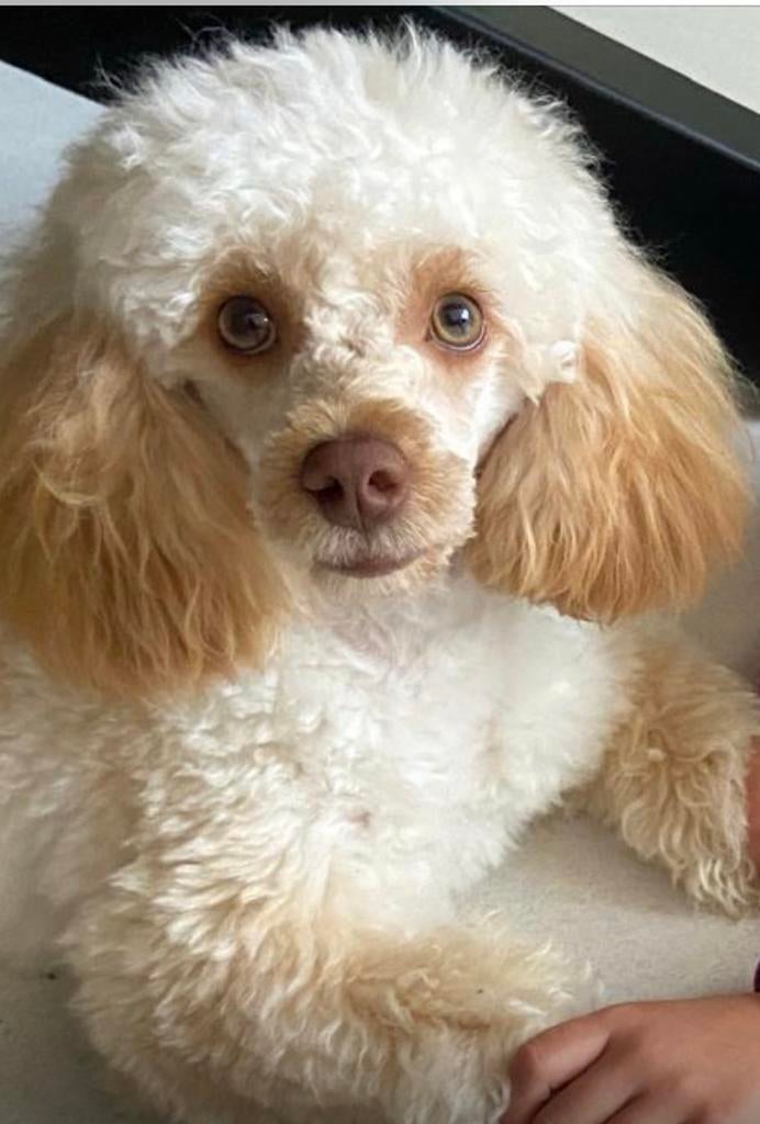 Dekreu dwergpoedel, Reu, 1 tot 2 jaar, Parvo, Eén hond