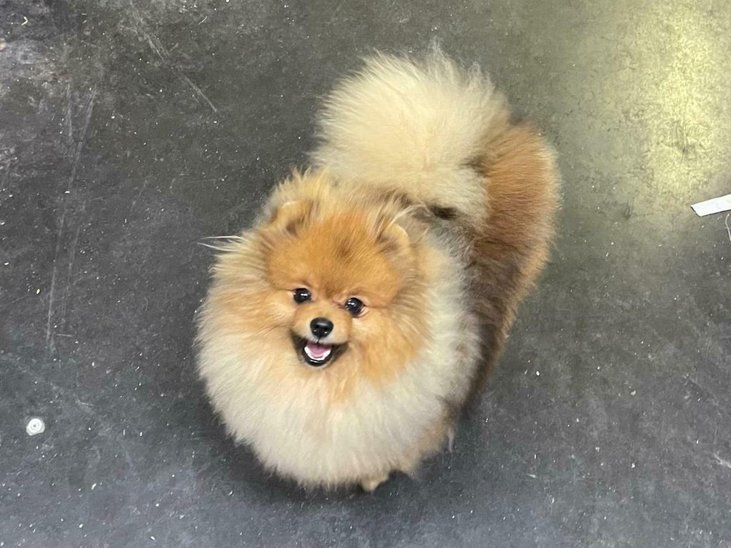Choco en B&T drager! Dekreu beschikbaar, Keeshond, Reu, Parvo, Eén hond