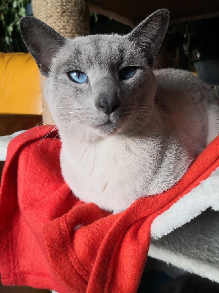 Blauwe rus dekkaters zijn hun seizoen weer gestart!, Dieren en Toebehoren, Katten en Kittens | Dekkaters, 3 tot 5 jaar