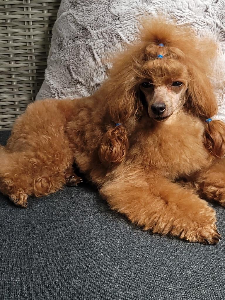 Echt Rood klein Toy poedel  reutje met fci stamboom getest!, Reu, 1 tot 2 jaar, Parvo, Eén hond