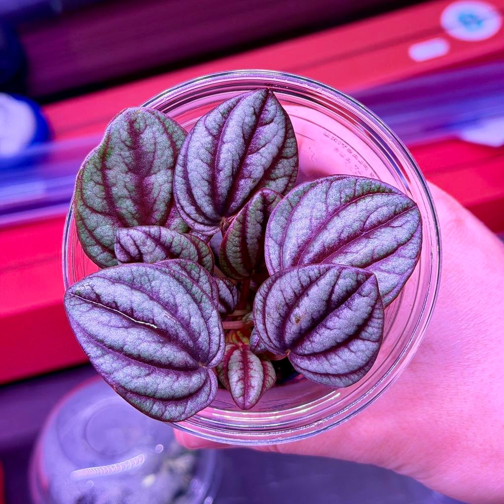 Terrarium Planten - NIEUW BINNEN!, Dieren en Toebehoren, Reptielen en Amfibieën | Toebehoren, Ophalen, Nieuw, Tak, Plant, Rots of Steen