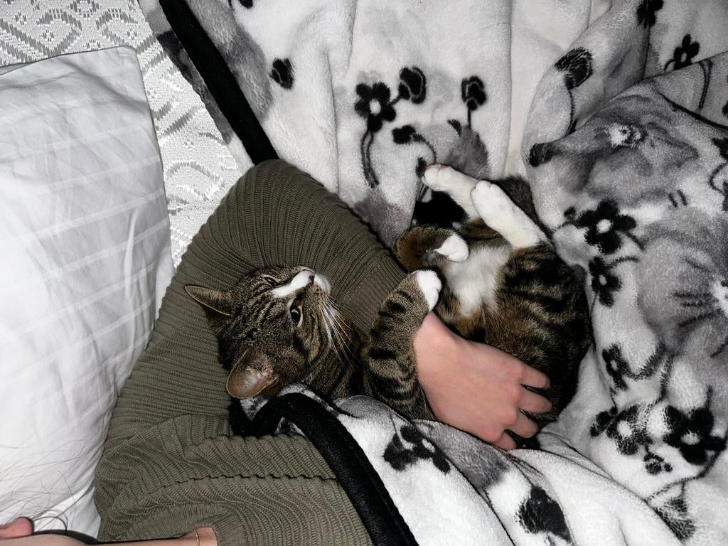 Kat, Kater