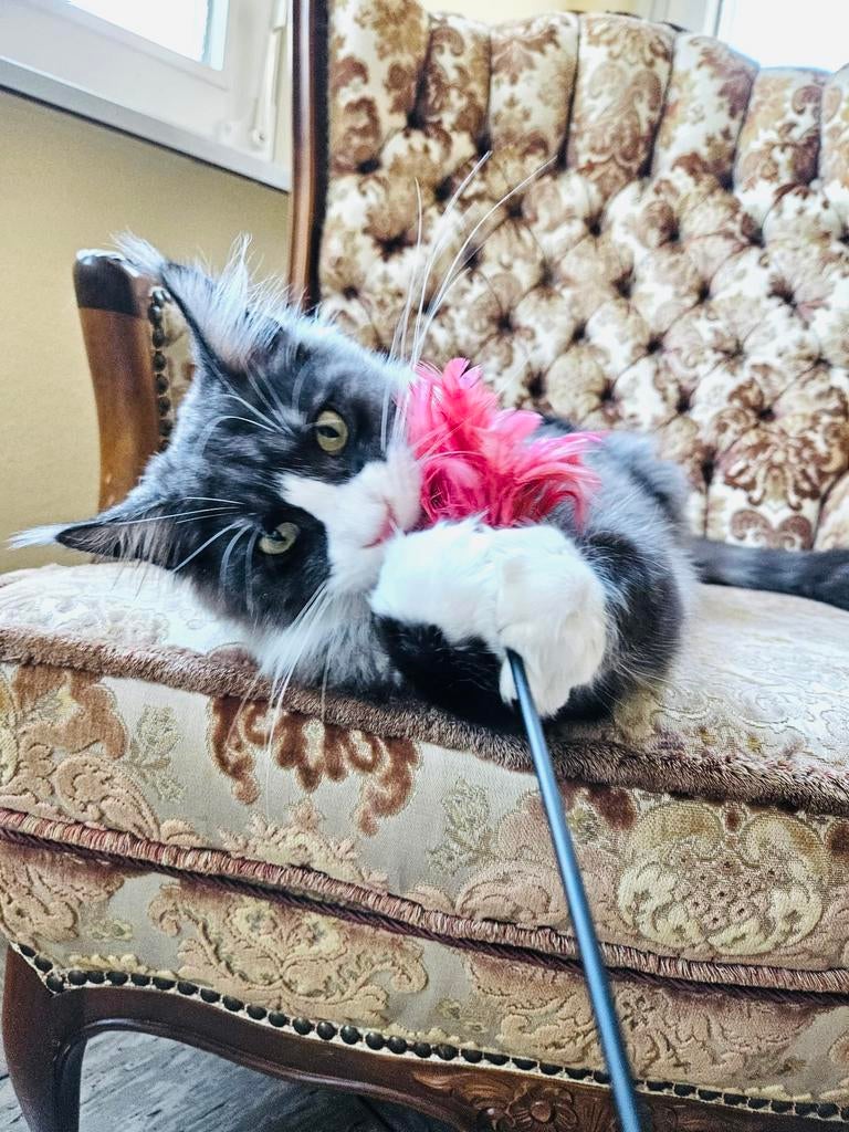 Maine Coon XXXL, Meerdere dieren, Met stamboom, 0 tot 2 jaar