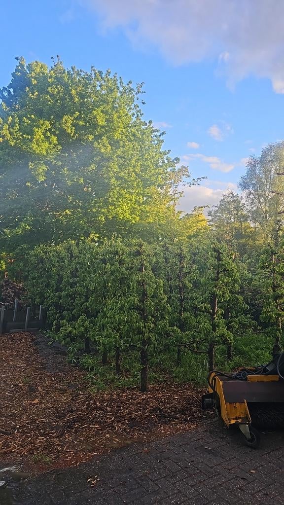Conference perenbomen, Tuin en Terras, Ophalen of Verzenden, Volle zon, Overige soorten