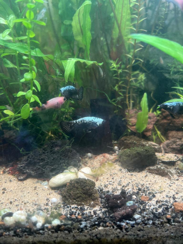 Betta vrouwen Black Samurai, Vis, Zoetwatervis
