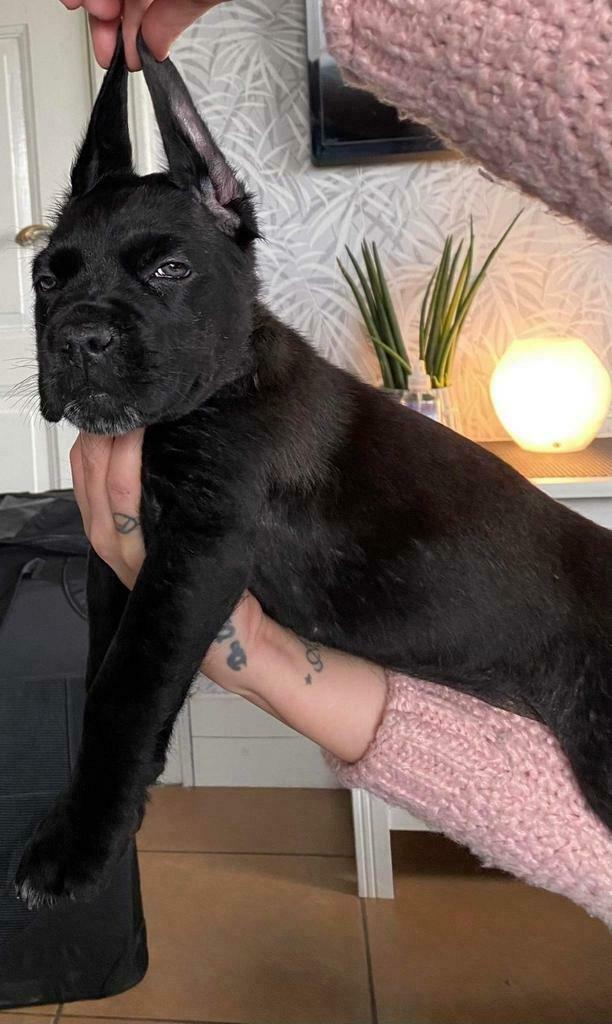Prachtige rastypische cane corso pups, Parvo, België, Fokker | Hobbymatig, Overige rassen