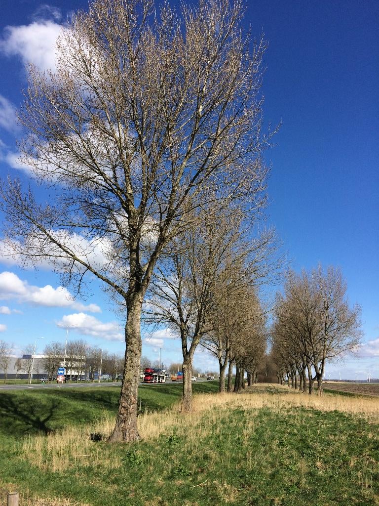 Zwarte populier / Populus nigra, Tuin en Terras, Planten | Bomen, Overige soorten, 250 tot 400 cm, Volle zon, Lente, Ophalen of Verzenden