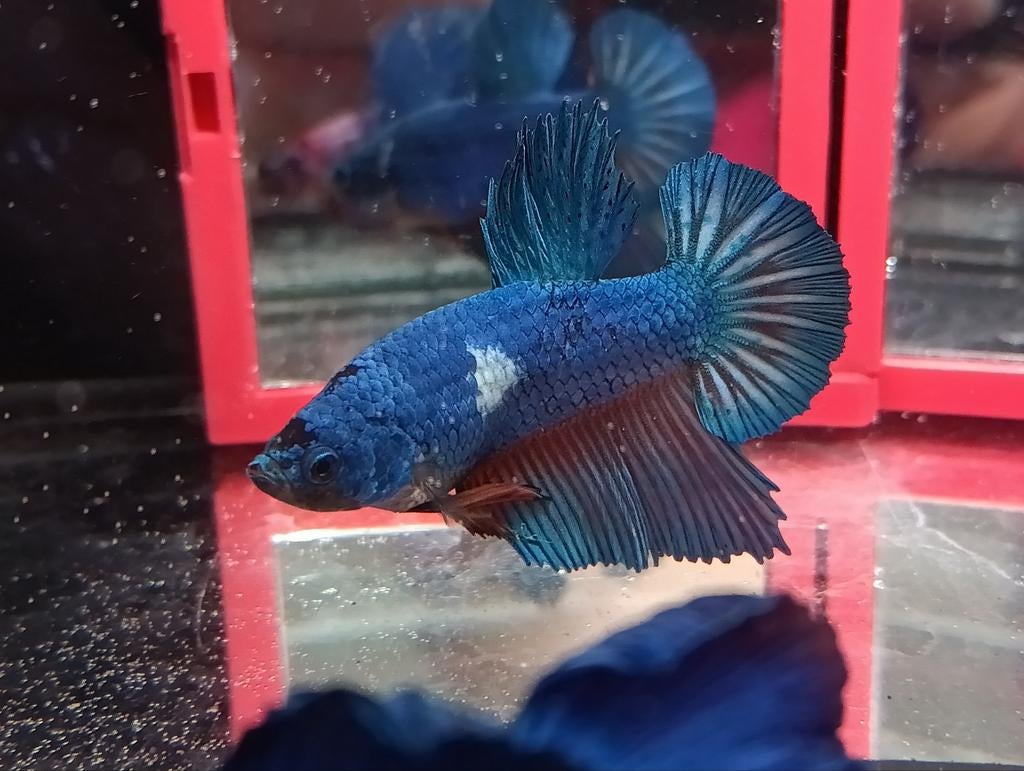 Marble plakat betta man, Dieren en Toebehoren, Vis