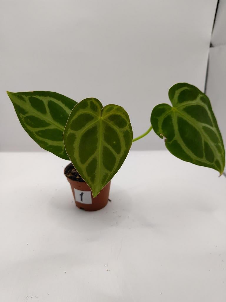 Anthurium crystalianum stekje 1, Ophalen, Halfschaduw, Minder dan 100 cm
