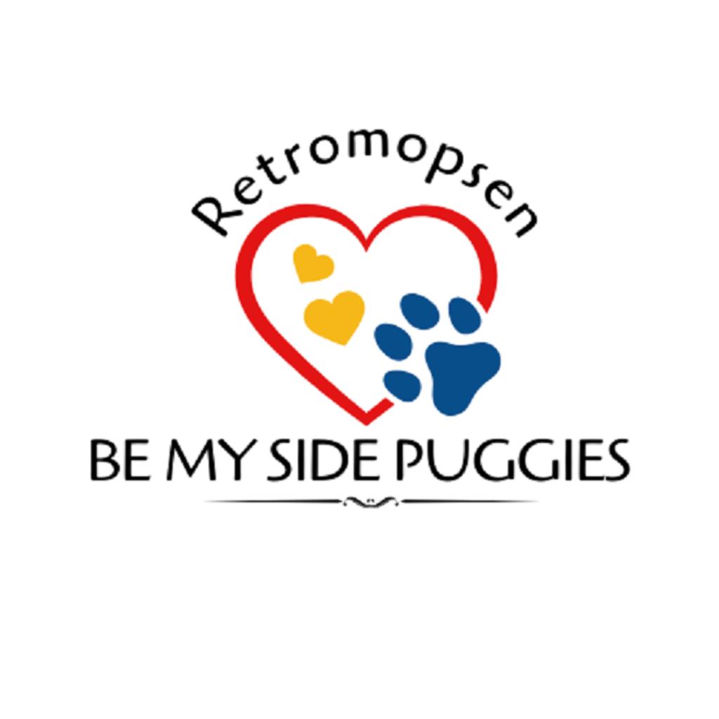 Ervaren Dekreuen Mops-Retromops (Niet te koop), 6 jaar of ouder, Parvo, Nederland, Reu
