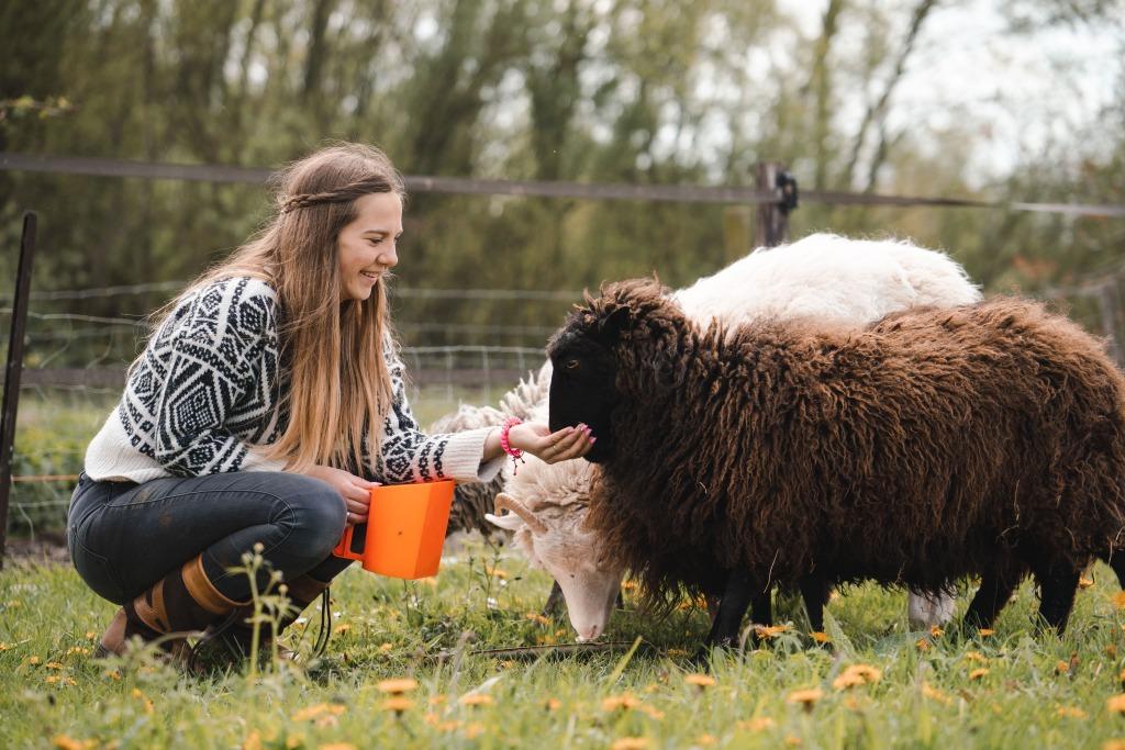 Dieren oppas - aan huis & uitlaatservice, Training of Cursus