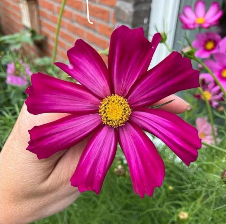 Cosmos Cosmea ‘Deep Purple’ zaden, Ophalen of Verzenden, Volle zon