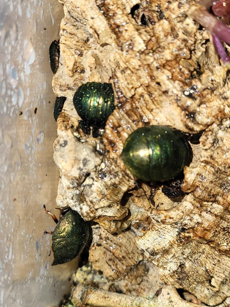 Smaragdkakkerlakken, Dieren en Toebehoren, Insecten en Spinnen, Overige soorten
