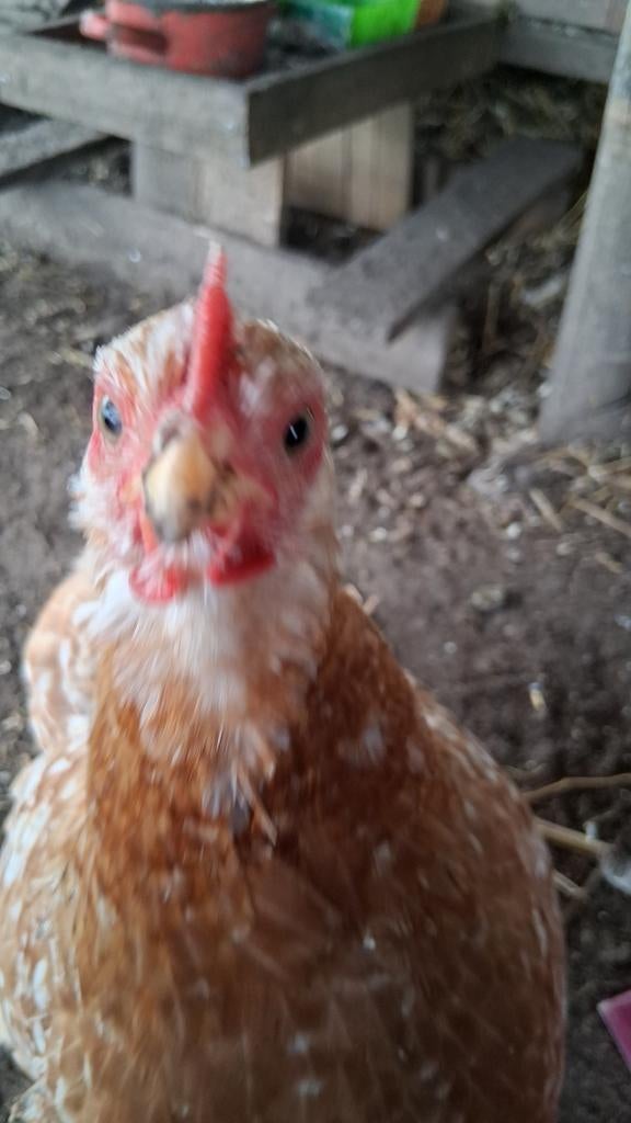 Bevruchte eieren tekoop, Dieren en Toebehoren, Geslacht onbekend, Kip