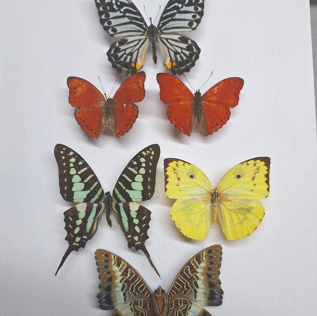 2de keus opgezette vlinders en insecten, Verzamelen, Dierenverzamelingen, Ophalen of Verzenden, Zo goed als nieuw, Insect, Opgezet dier