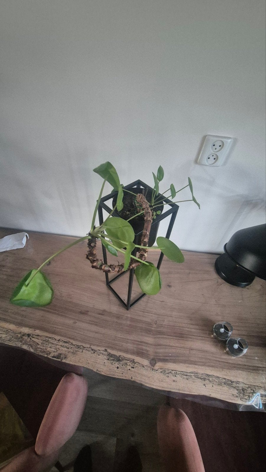 Bloempot inclusief plant, Ophalen, Halfschaduw, Minder dan 100 cm