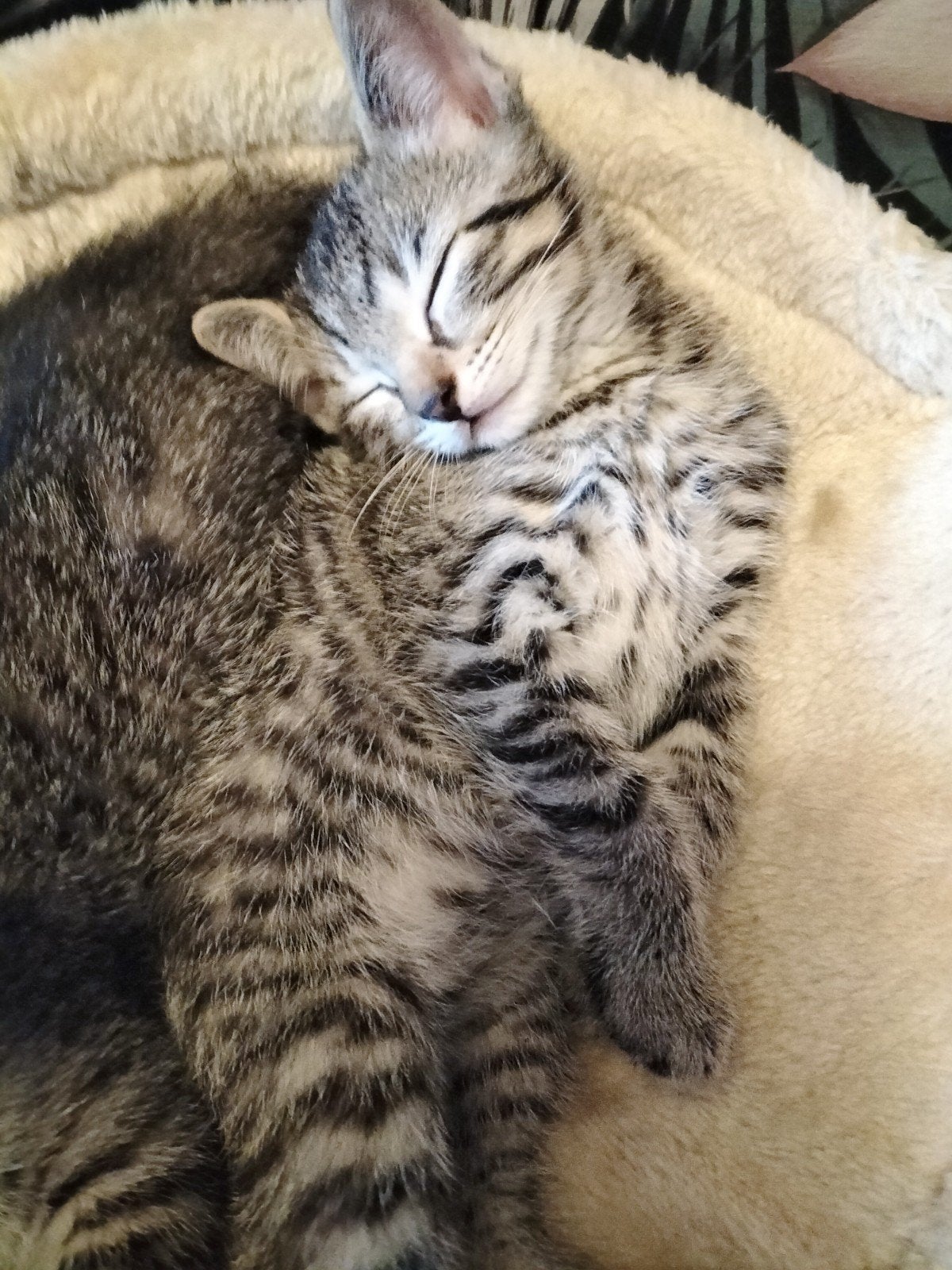Britse korthaar kittens, Britse langhaar Ragdoll Europse mix, Dieren en Toebehoren, Katten en Kittens | Overige Katten, Meerdere dieren