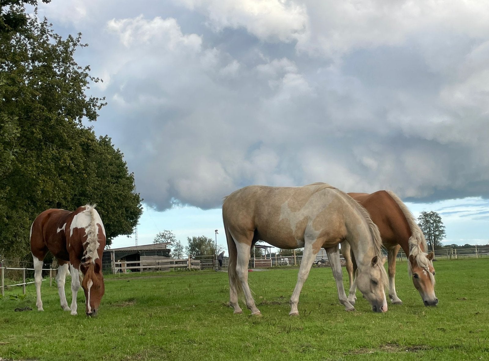 Gezocht: uitmesthulp bij onze paarden. Leuk bijbaantje!, Vacatures, Overige niveaus, Starter, Overige vormen