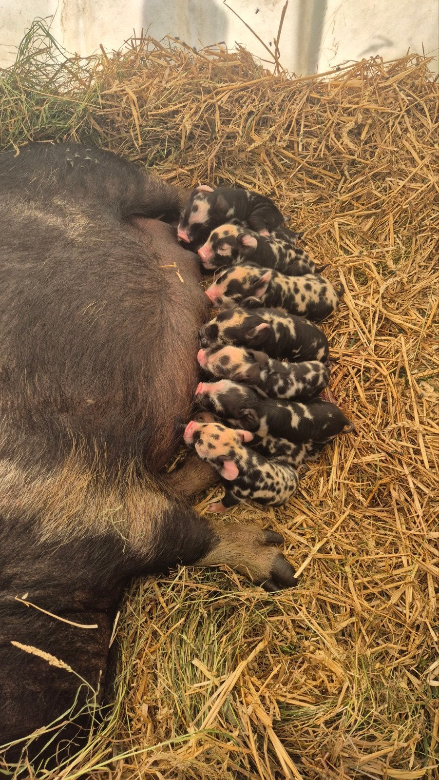 Kune kune biggen, Dieren en Toebehoren