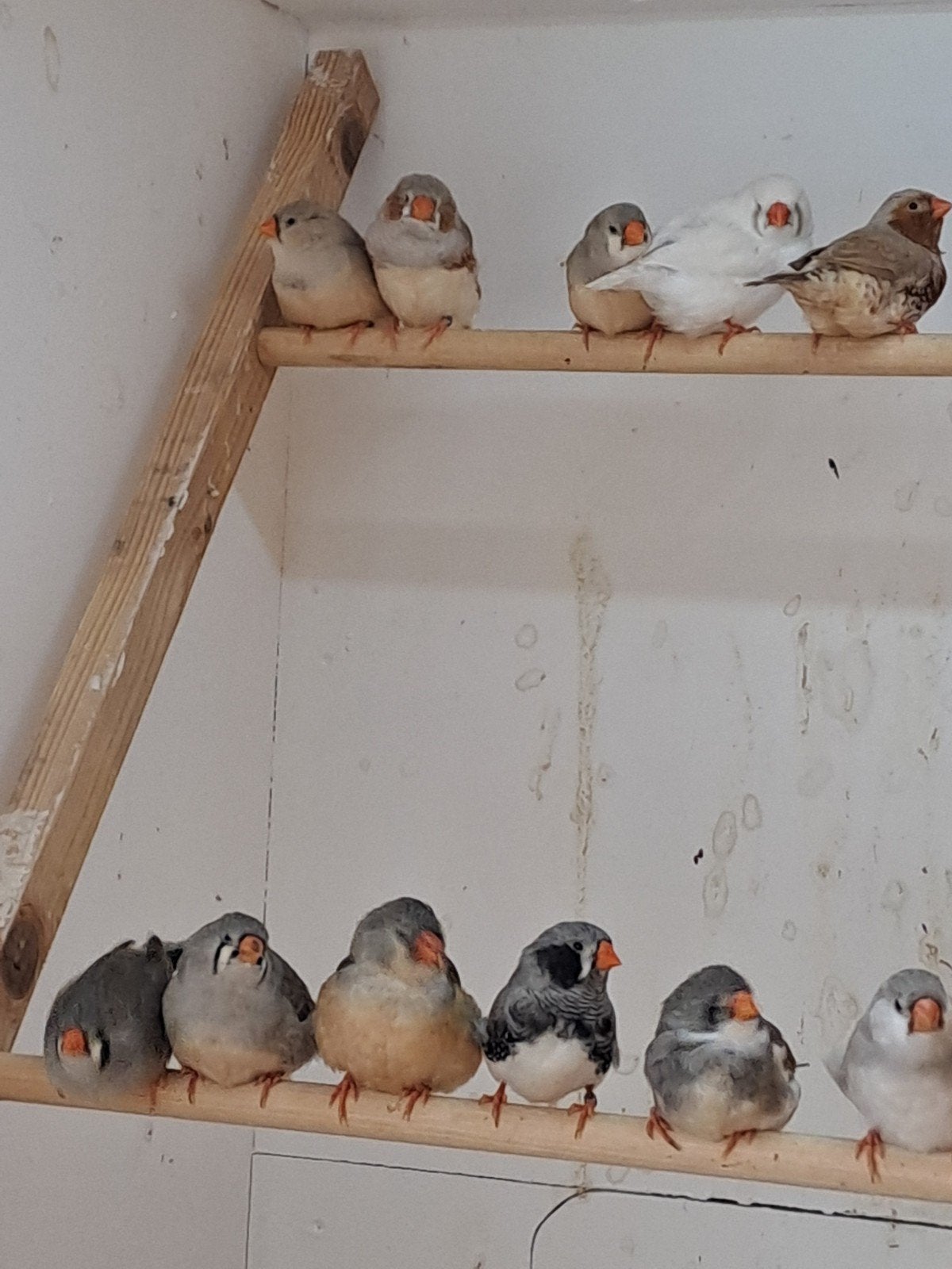 Zebravinken 20 stuks voor 60 euro, Dieren en Toebehoren, Vogels | Overige Vogels, Meerdere dieren, Geringd
