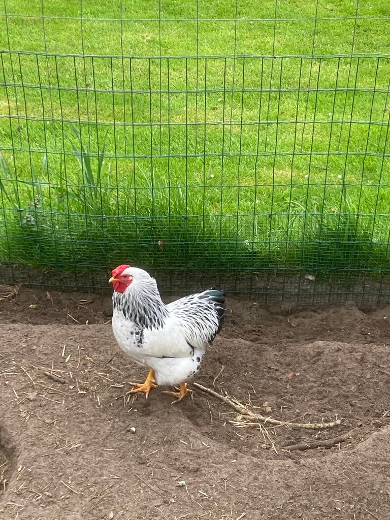 Wyandotte haantjes, Dieren en Toebehoren, Pluimvee, Mannelijk, Kip