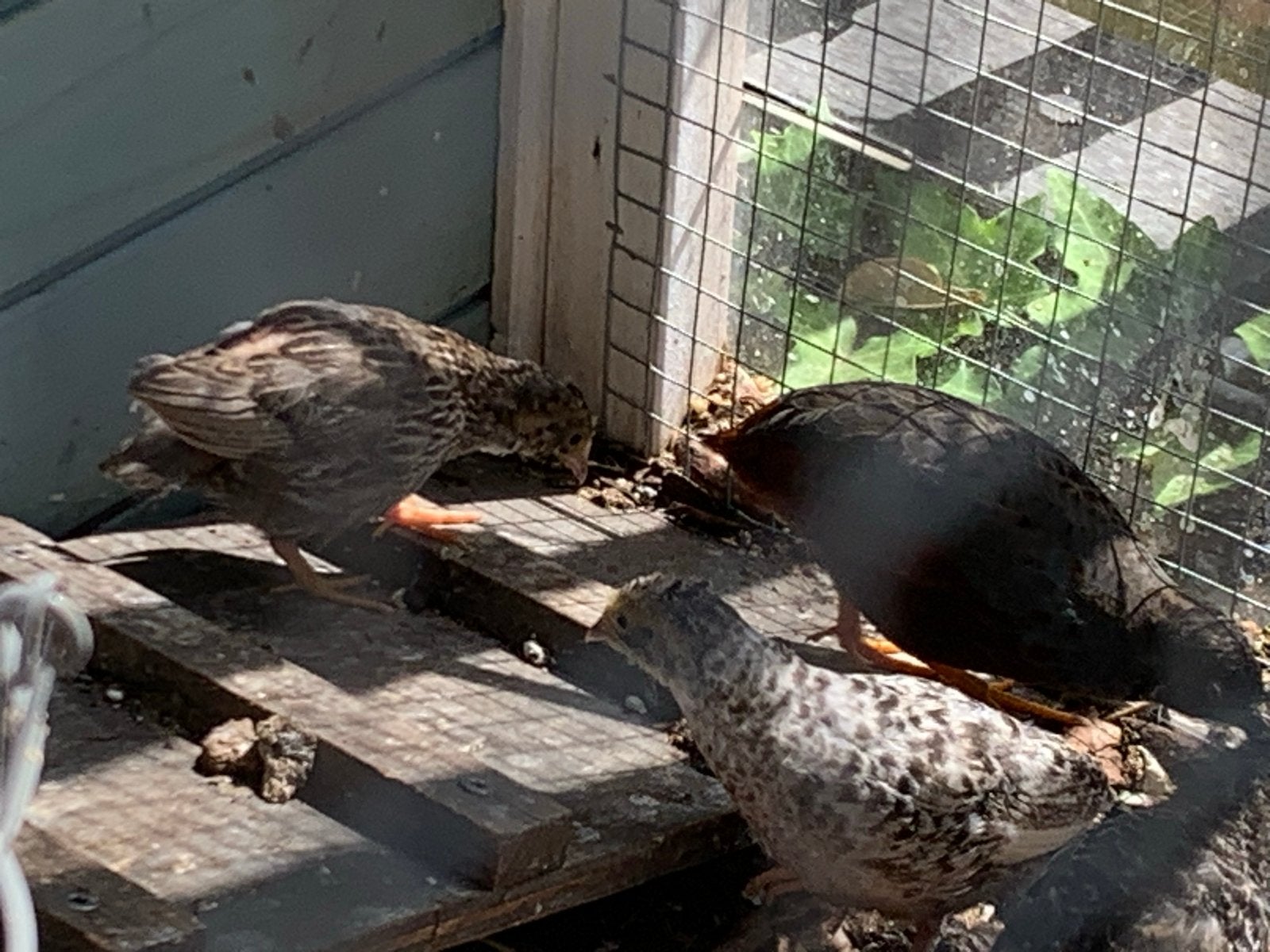 Chinese Kwartel, Dieren en Toebehoren, Pluimvee, Meerdere dieren, Overige soorten