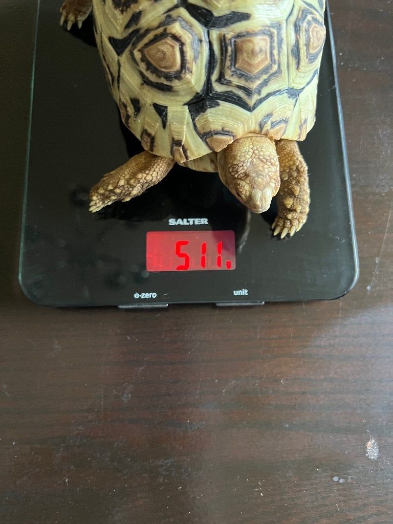 3 Panter schildpadden. NK 2024. Tortoise photo 4