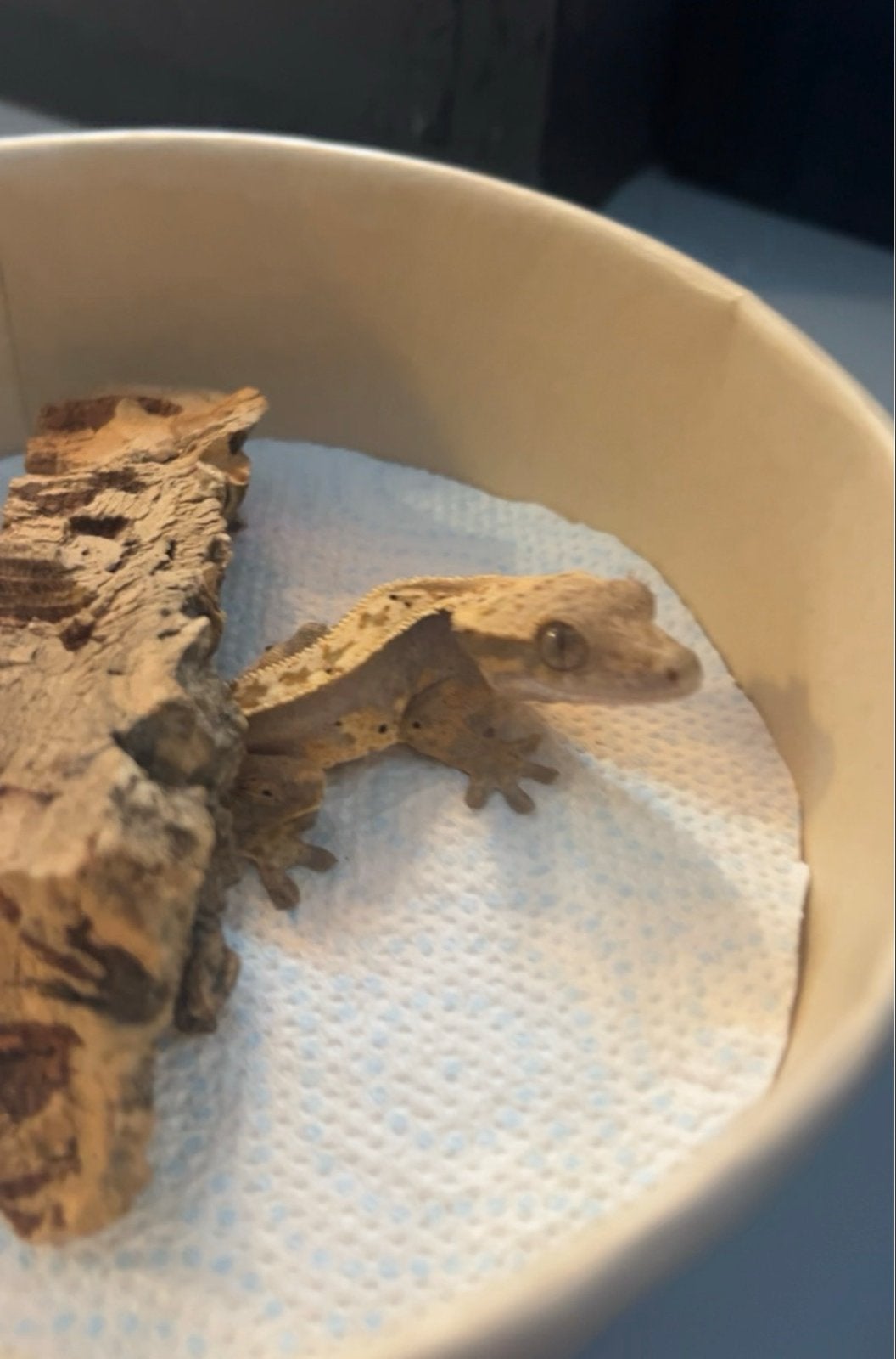 Wimpergekko man, Hagedis, 0 tot 2 jaar
