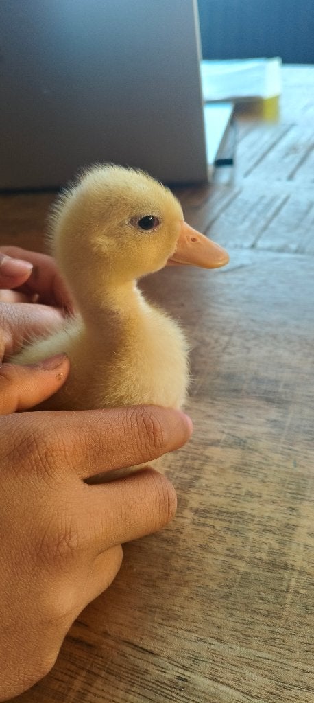 Super schattig tam eendje, Mannelijk, Parkiet, Tam
