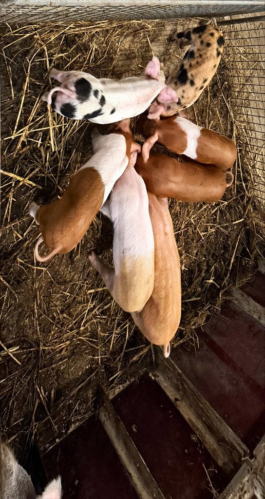 Bonte bentheimer/Hussumer mogen per 1 okt. weg €.90,- incl., Meerdere dieren, Varken, 0 tot 2 jaar