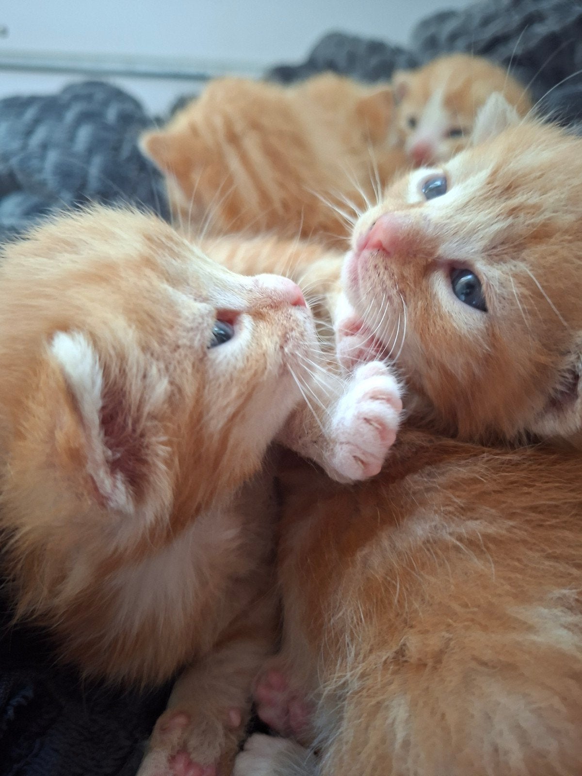 6 rode kittens, Dieren en Toebehoren, Katten en Kittens | Raskatten | Langhaar, Meerdere dieren