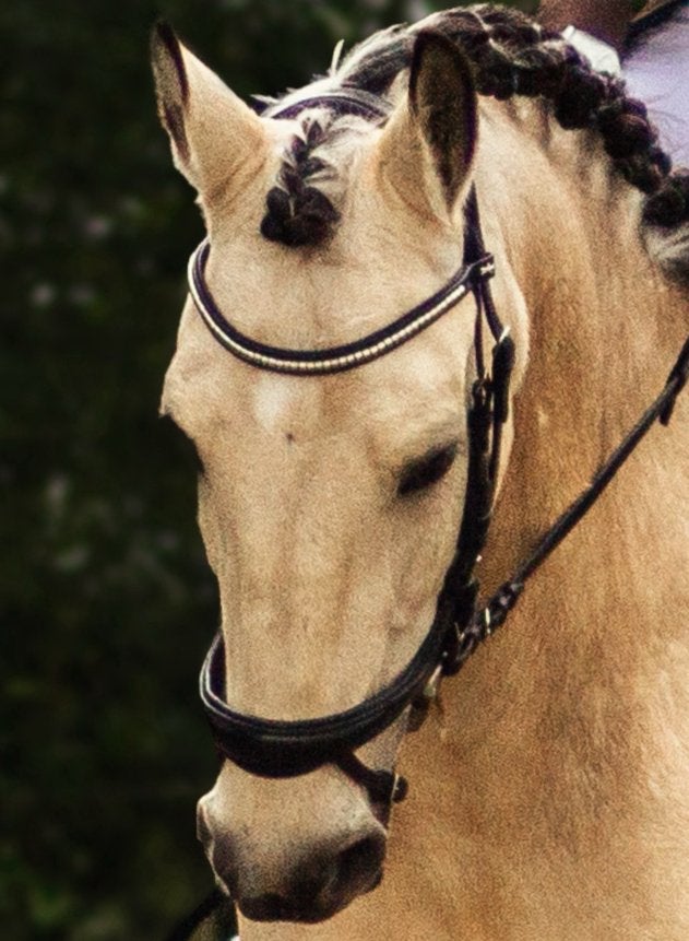 Schockemöhle Equitus Beta hoofdstel, Dieren en Toebehoren, Paarden en Pony's | Hoofdstellen en Tuigage, Zo goed als nieuw, Western