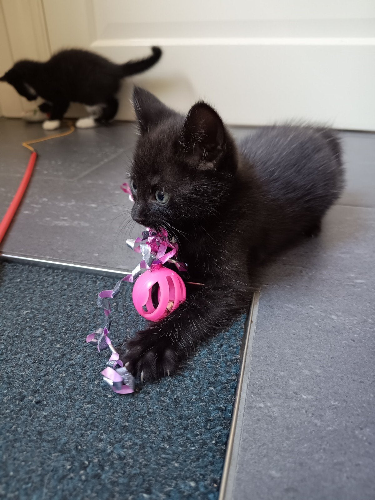 Prachtige lapjes kitten met 3 broers te koop!, Dieren en Toebehoren, Meerdere dieren, Kortharig, 0 tot 2 jaar