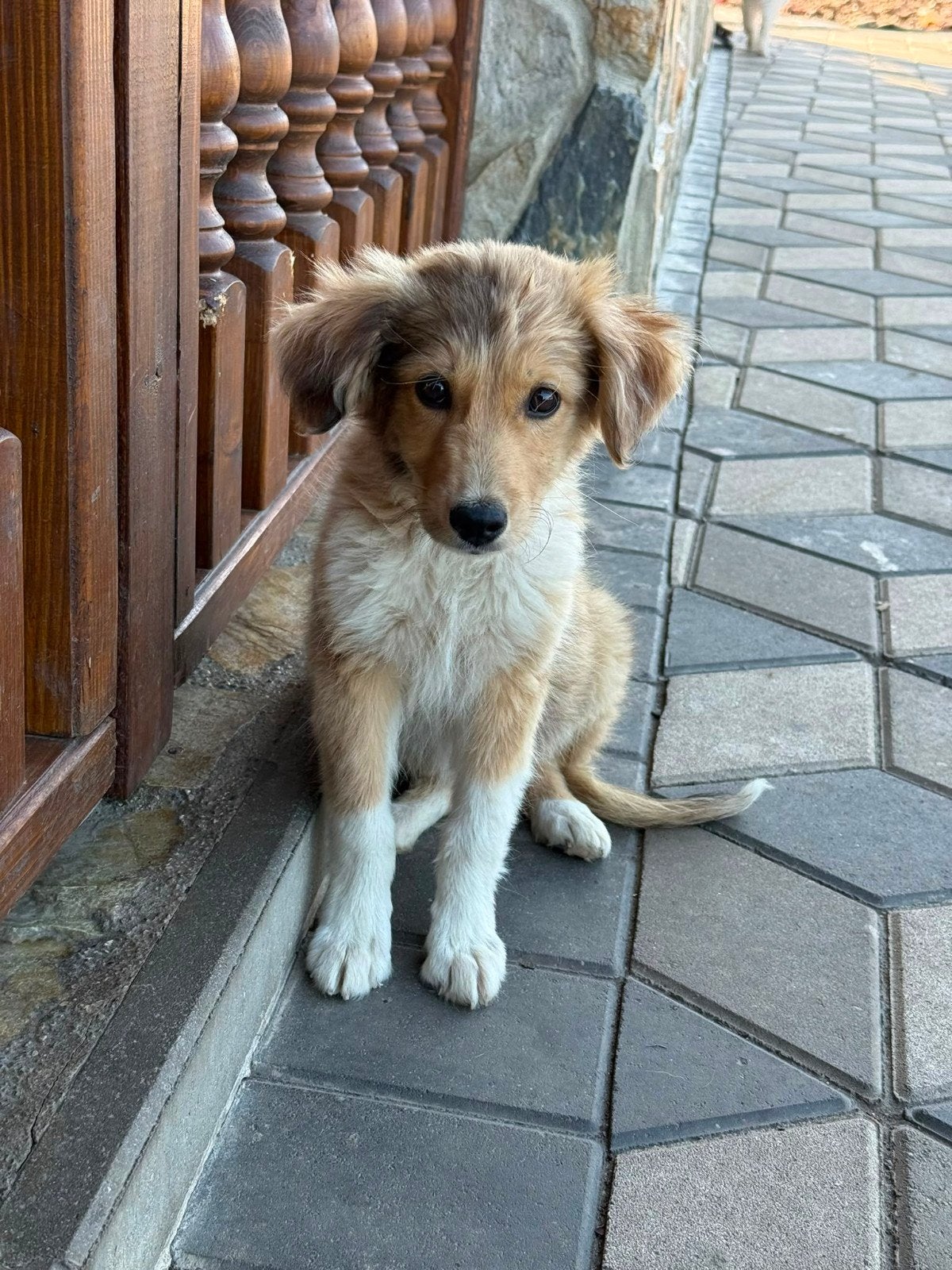 middelmaat pup zoekt een familie , herplaatser, Dieren en Toebehoren, Honden | Niet-rashonden, Particulier, 8 tot 15 weken, Buitenland