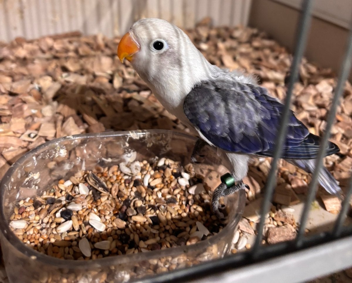 Baby agapornis fischerie, Geslacht onbekend, Dwergpapegaai of Agapornis, Geringd
