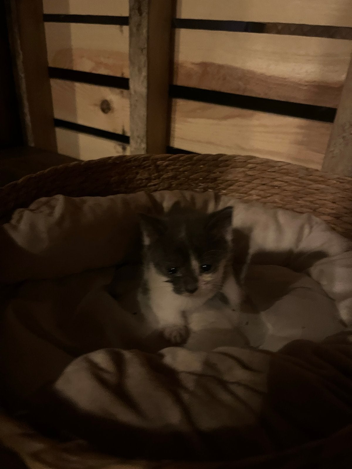Kittens te koop (Britse korthaar / Europese korthaar