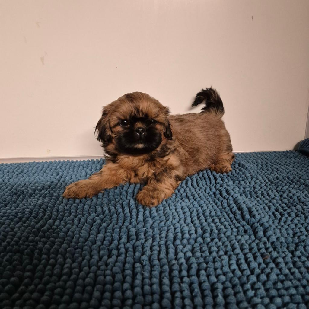 mooie kleinblijvende shih tzu pups, Dieren en Toebehoren, Honden | Chihuahua's en Gezelschapshonden, Overige rassen, 8 tot 15 weken