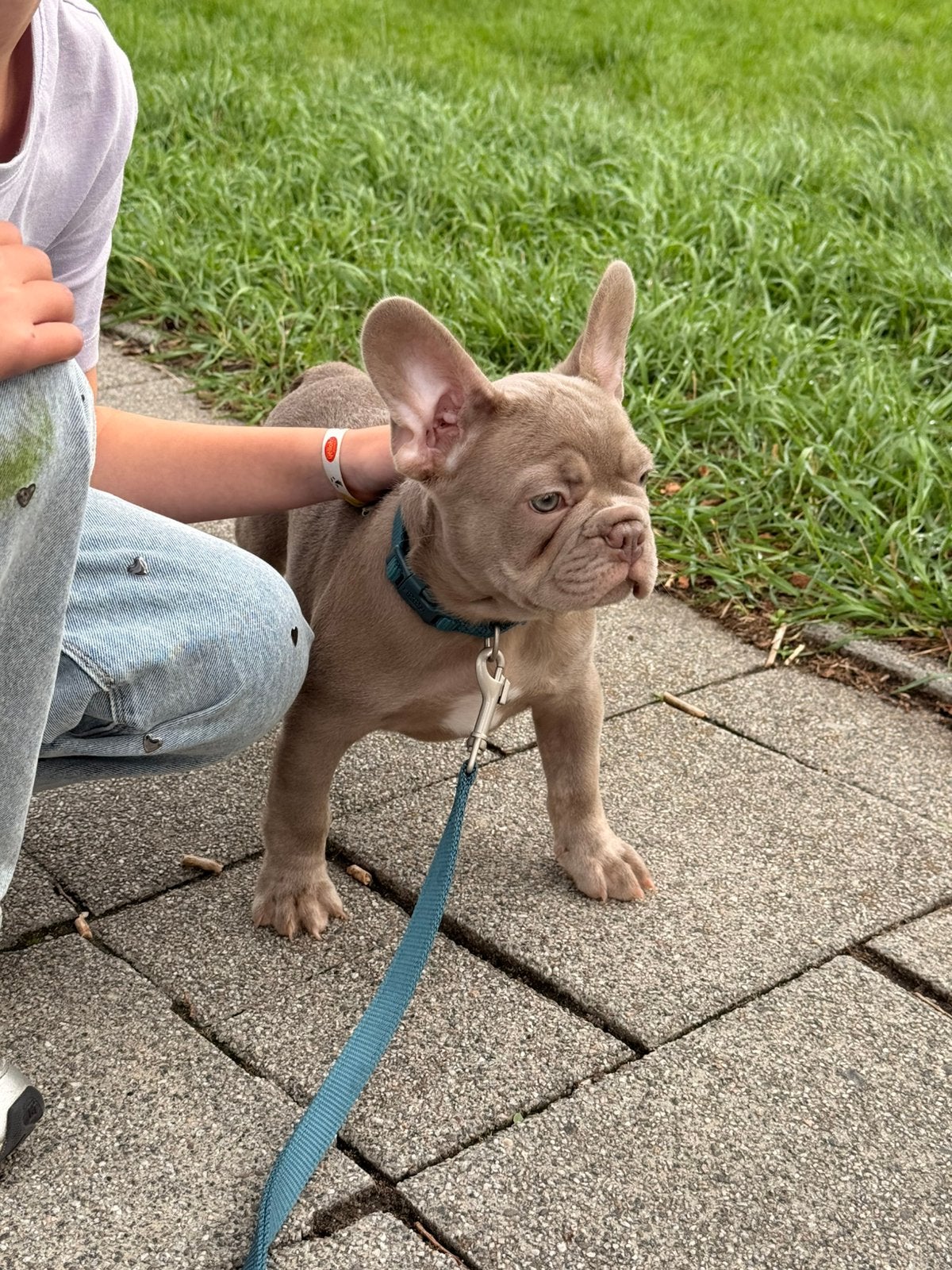 Franse bulldog pup reu, Reu, 8 tot 15 weken, Bulldog, Eén hond