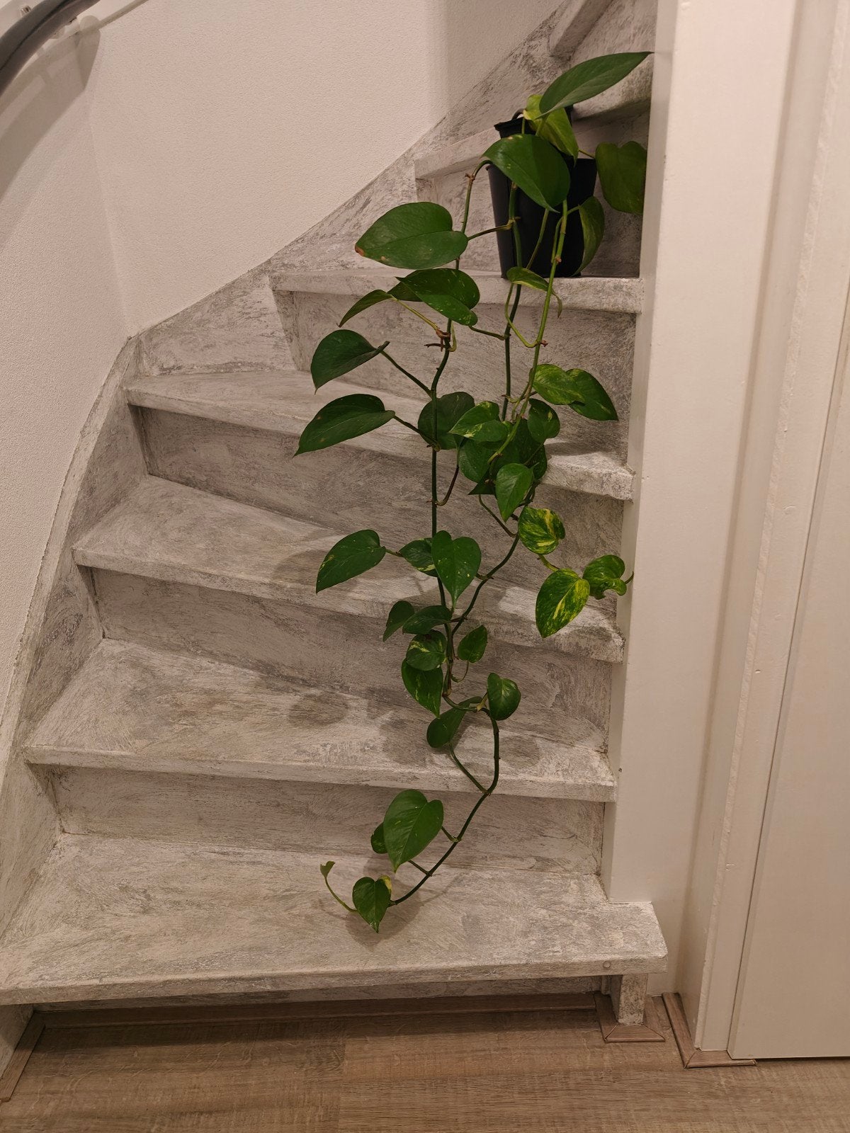 Hangplanten, Huis en Inrichting, Ophalen of Verzenden