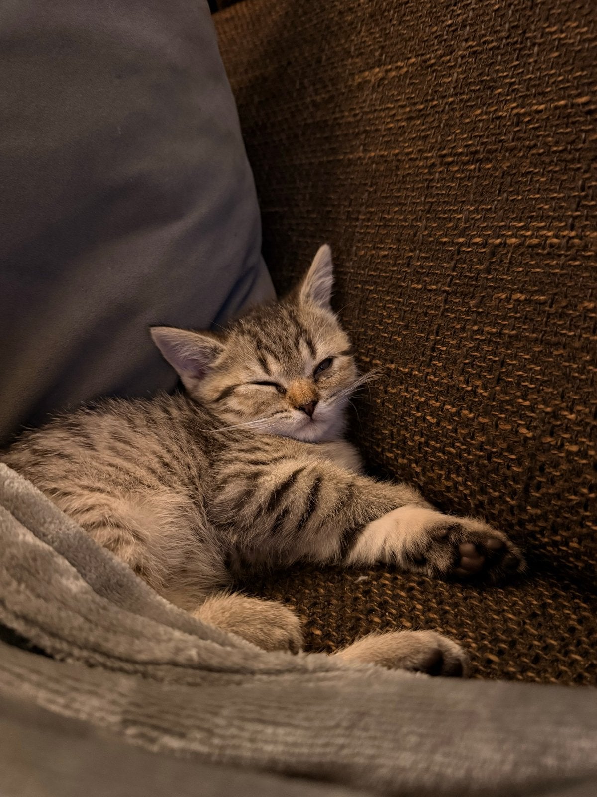 Lieve speelse kittens zoeken nieuw huisje! Mogen al weg!, Meerdere dieren